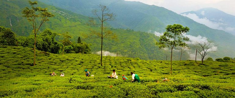 darjeeling tea tourism