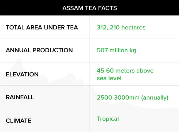 Assam - Tea 101 - Your tea companion from Teabox