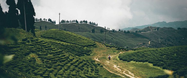 nepal tea