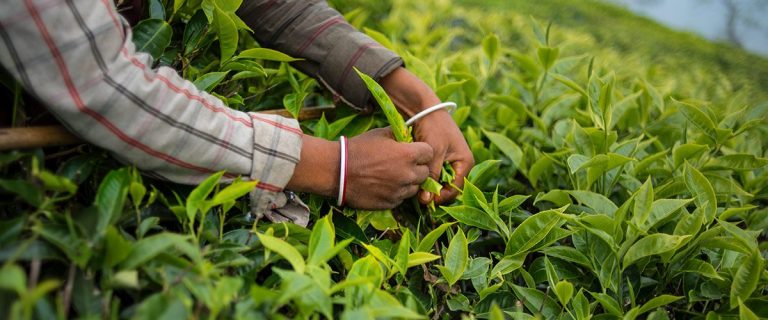 Tea, produced and enjoyed world over